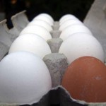 white eggs with 1 brown egg in a carton