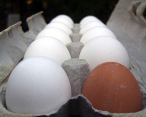 white eggs with 1 brown egg in a carton