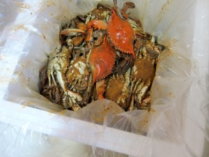 Steamed Maryland Blue Crabs